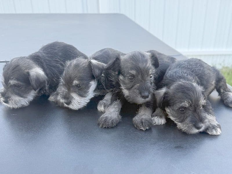 Schnauzer 2 months old male small named No Have ñame for sale in Condado de Lee, Florida | Petmeetly