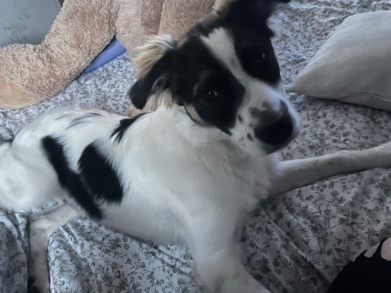 Belgian Shepherd 11 months old male large named Rubble for sale in North Northamptonshire, England | Petmeetly