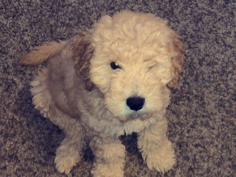 Remi primary photo