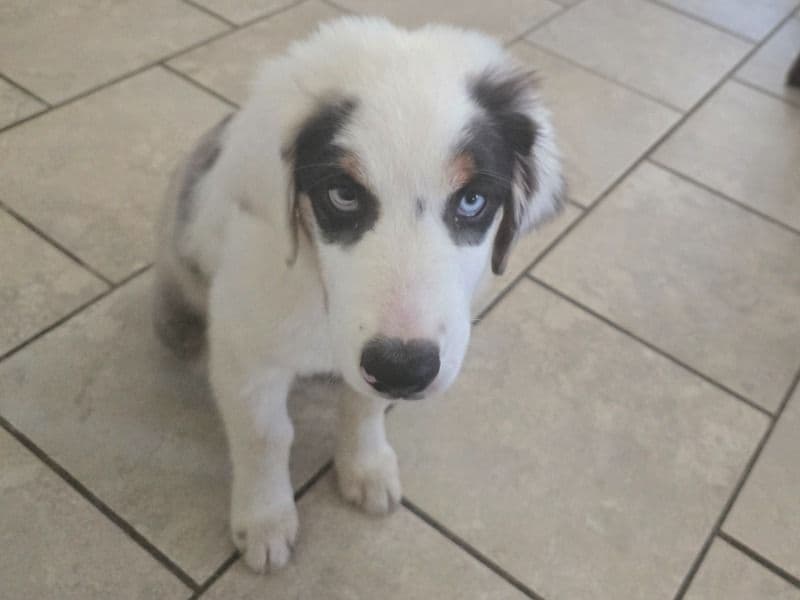 Azula primary photo