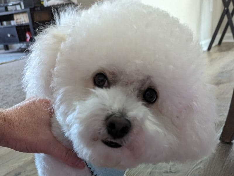 Milo primary photo