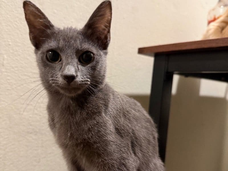 American Shorthair 9 months old male named Lalo for adoption in Harris County, Texas | Petmeetly