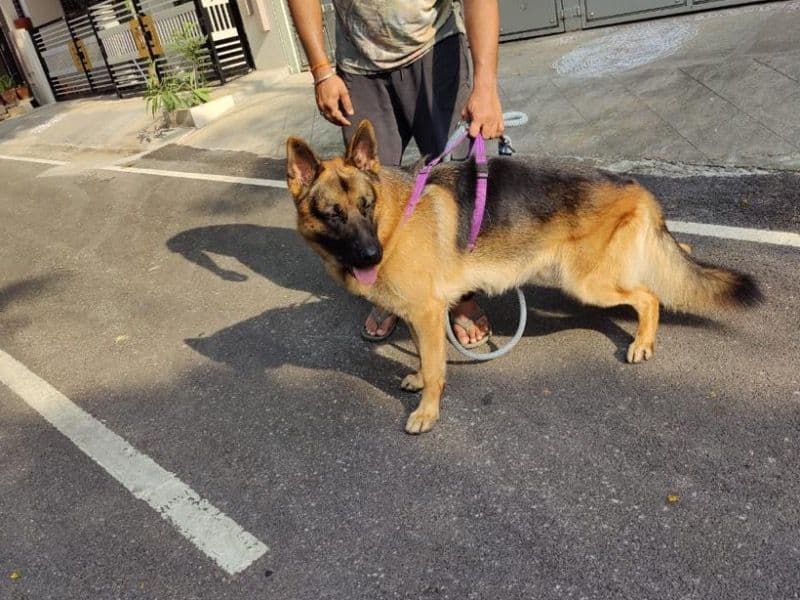 Black German Shepherd 4 years 2 months old male large named Bharavia for breeding in Bangalore Division, Karnataka | Petmeetly