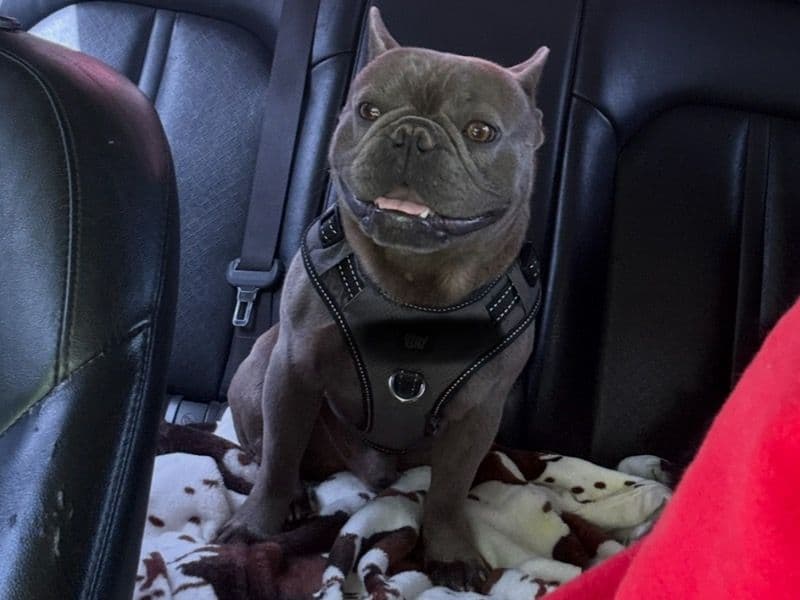French Bulldog 1 year 9 months old male small named Pablo for sale in San Augustine County, Texas | Petmeetly