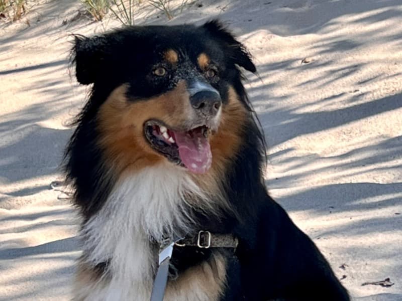 Loki primary photo
