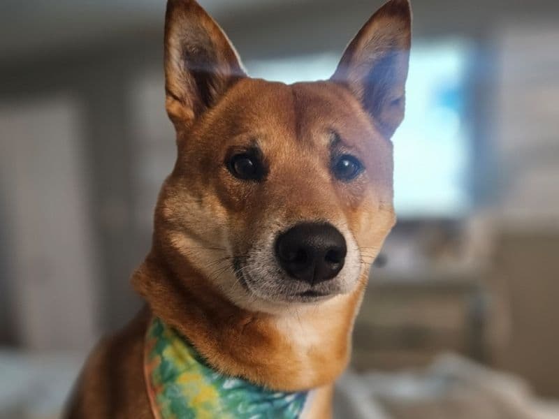 Yoshi primary photo