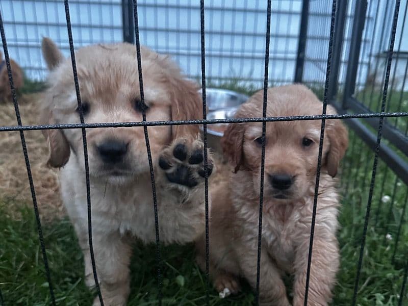 Golden Retrievers primary photo