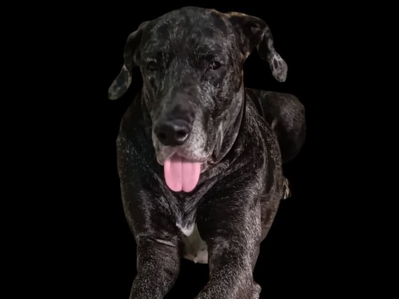 Fido primary photo