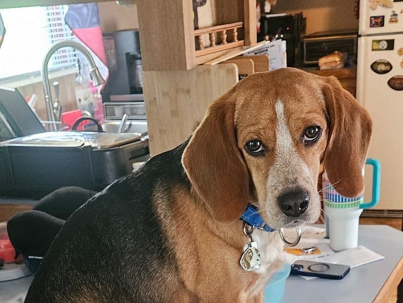 Peanut Butter primary photo