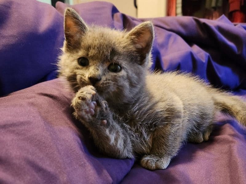 Russian Blue Kittens primary photo