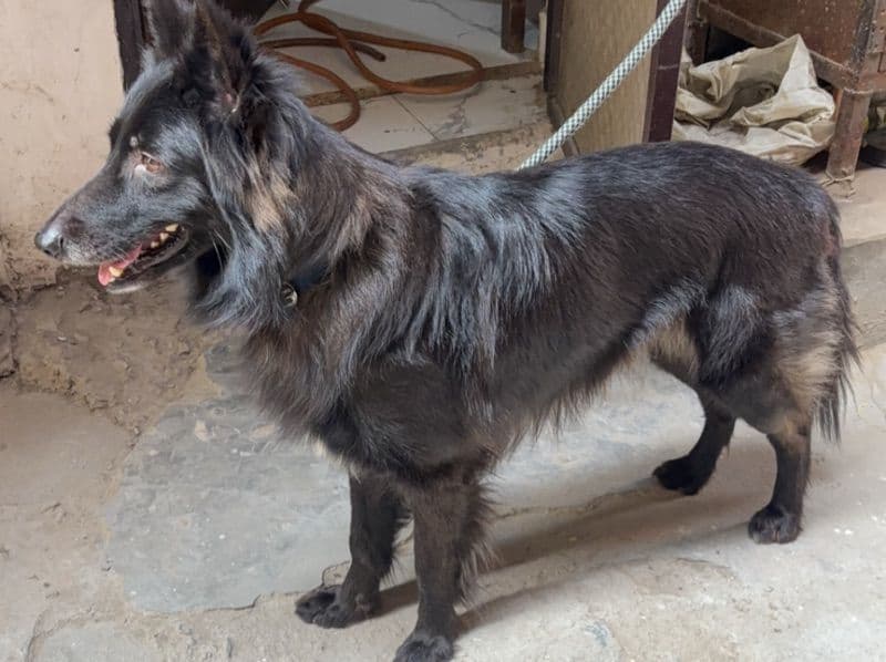 Black German Shepherd 3 years 9 months old male large named Takkar for breeding in Delhi Division, Delhi | Petmeetly