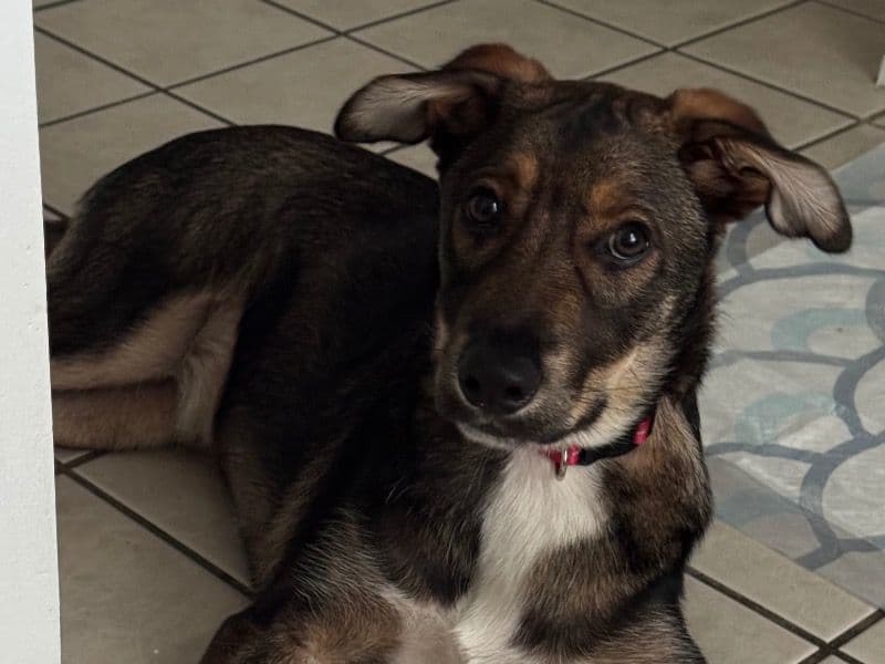 German Shepherd 10 months old male large named Browine for adoption in Orange County, New York | Petmeetly