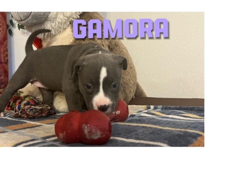 American Bully 1 year old female small named Gamora for sale in Bexar County, Texas | Petmeetly