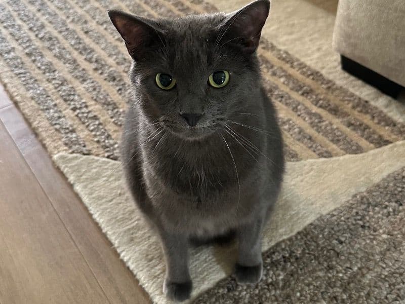 Zen primary photo