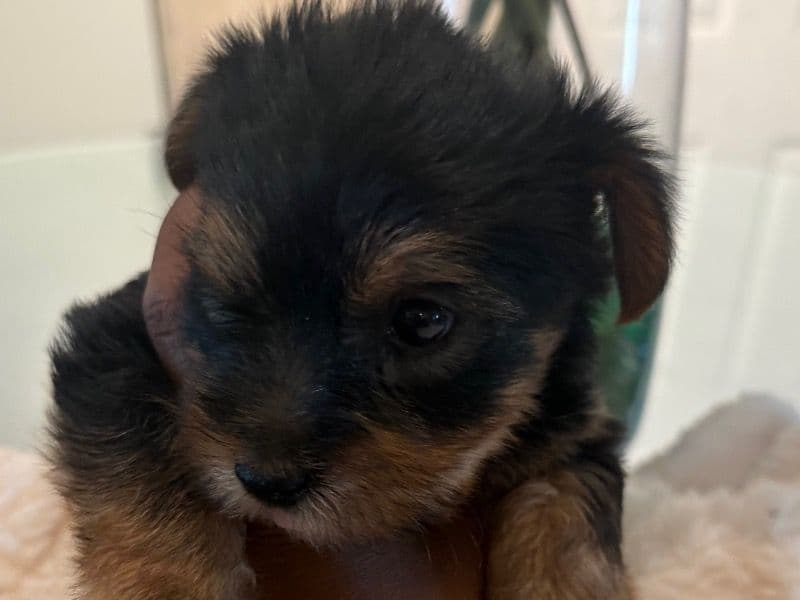 Scrappy primary photo