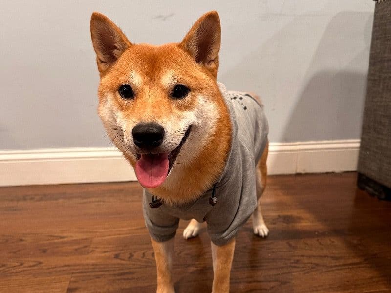 Milo primary photo