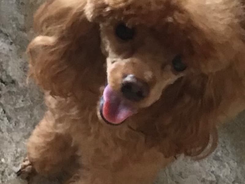 Barley primary photo