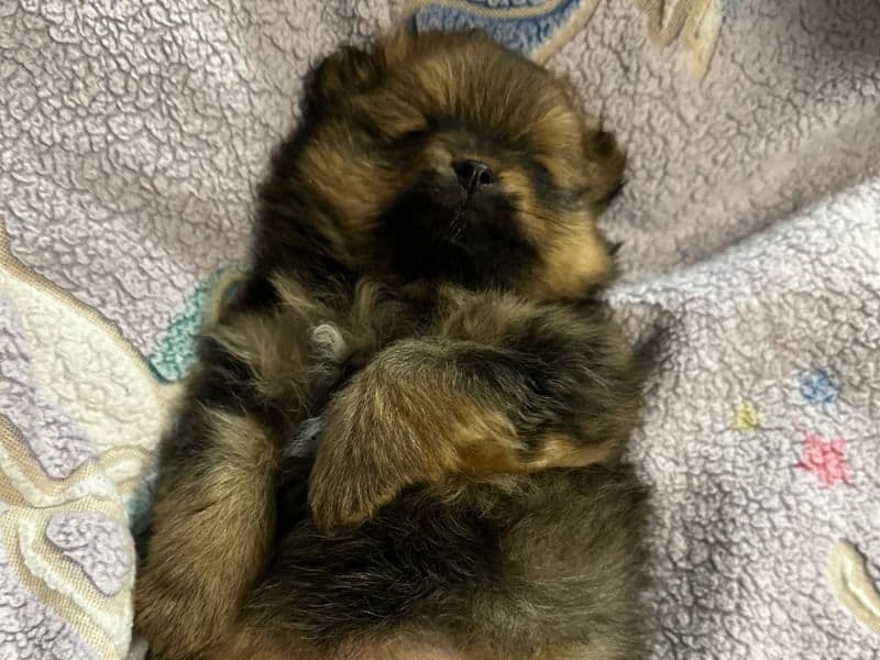 Pomeranian 1 month old female small named Mia for sale in King County, Washington | Petmeetly