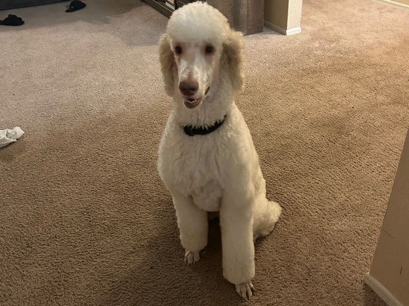 Milo primary photo