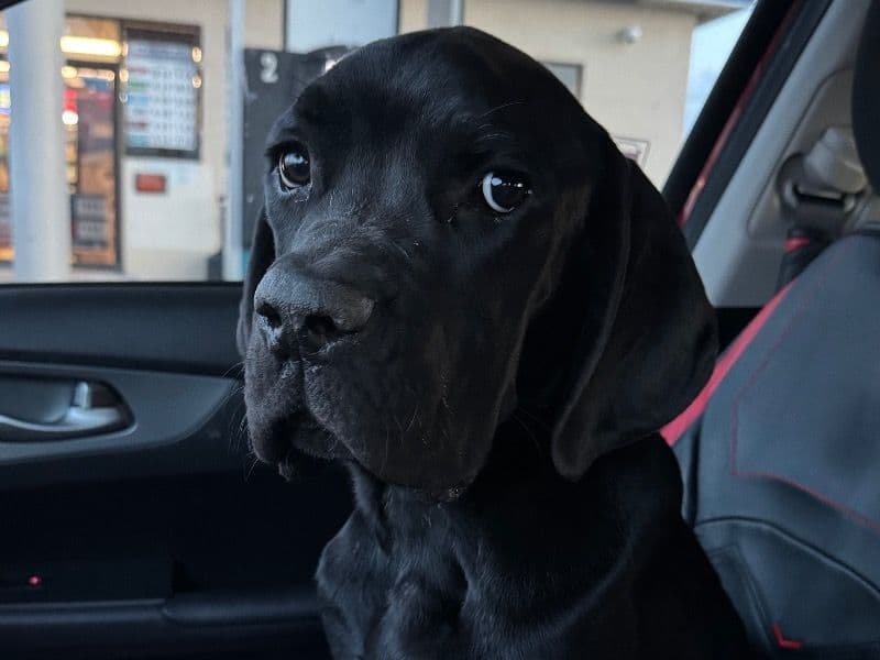 Cane Corso 11 months old male medium named Kojack for sale in Bexar County, Texas | Petmeetly