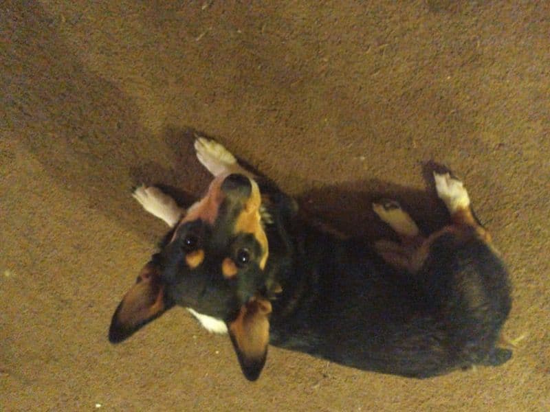 Hank primary photo