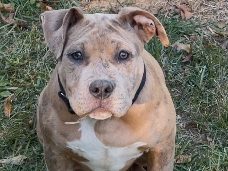 American Bully 4 months old female large named Karri for sale in Lincoln County, Mississippi | Petmeetly