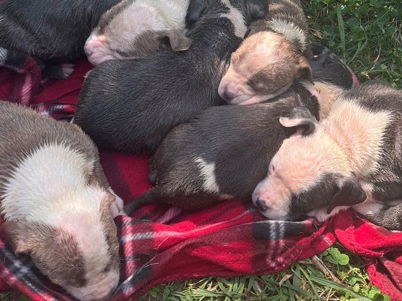 Blue Nose Puppies primary photo