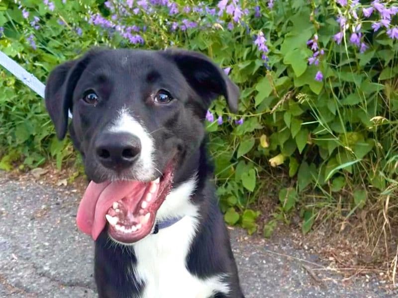 Labrador Retriever 4 years old male large named Kobe for adoption in Hennepin County, Minnesota | Petmeetly