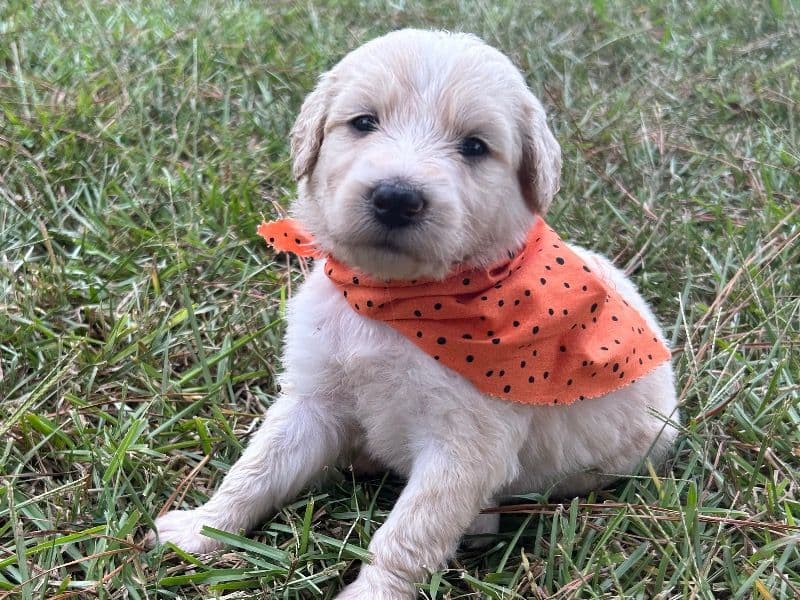Pyredoodle primary photo