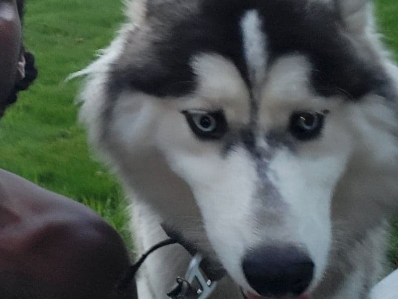 Dex primary photo