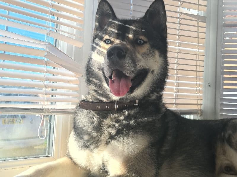 Floki primary photo