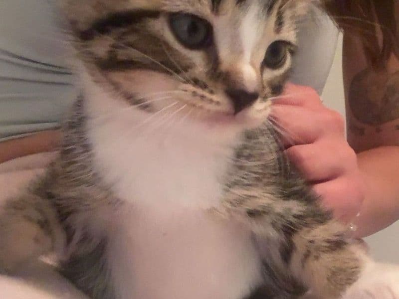 Kittens primary photo