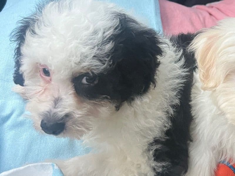 Mini Aussiedoodle 7 months old male small named Rocky for sale in Virginia Beach, Virginia | Petmeetly