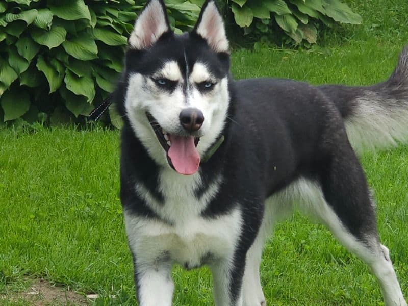 Mishka primary photo