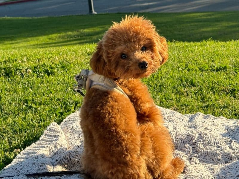 Bruno primary photo