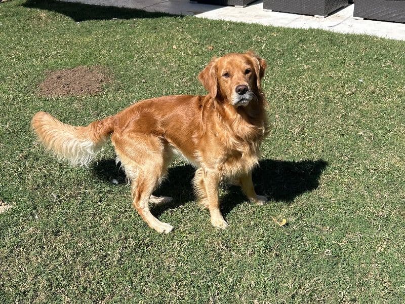 Odin primary photo