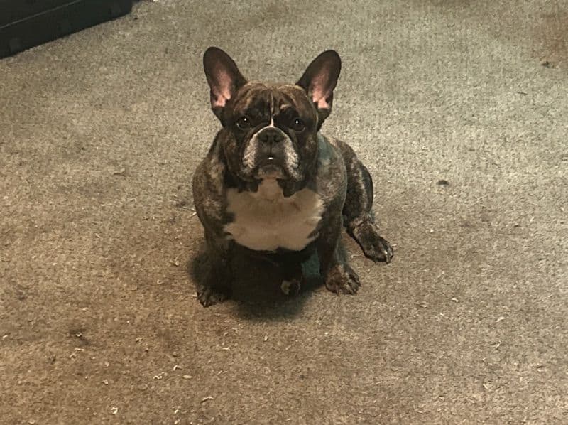 Teddy primary photo