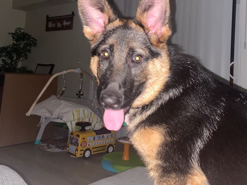 Pepper primary photo