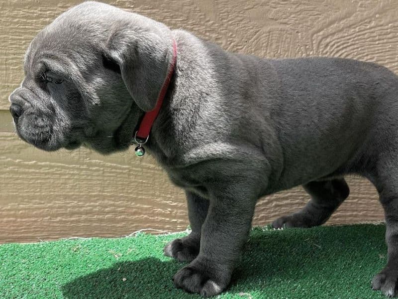 Cane Corso 3 months old male small named Bobby for sale in St. Louis County, Missouri | Petmeetly