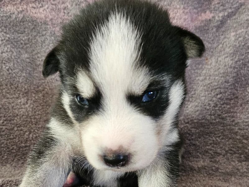 Puppy #2 primary photo