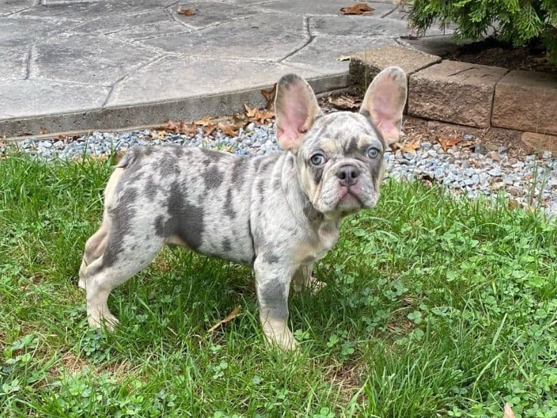 Rocko Blue Merle Color primary photo