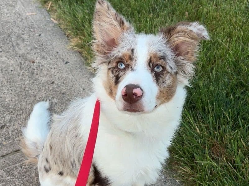 Australian Shepherd 11 months old female medium named Indie for adoption in Polk County, Iowa | Petmeetly