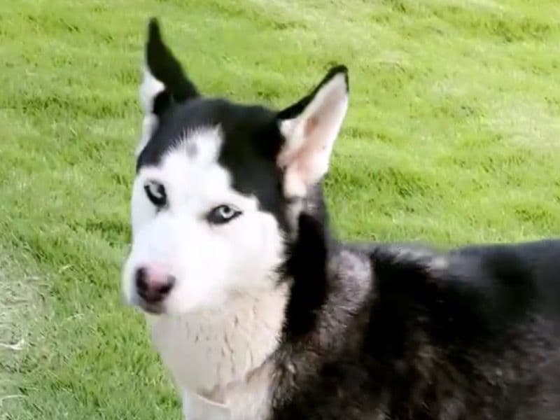Siberian Husky 1 year 8 months old male large named Boss for sale in Fulton County, Georgia | Petmeetly