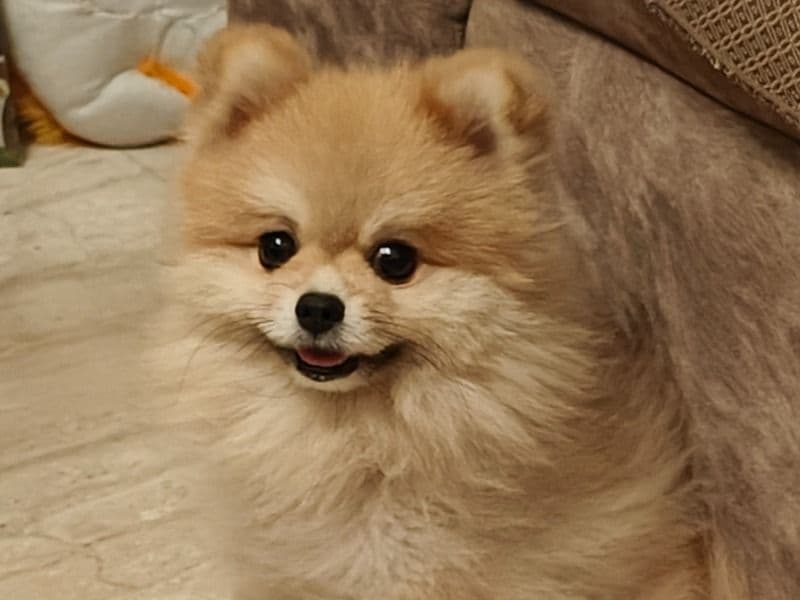 Buddy primary photo
