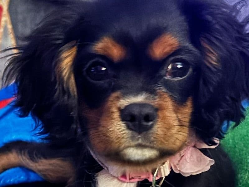Belle primary photo