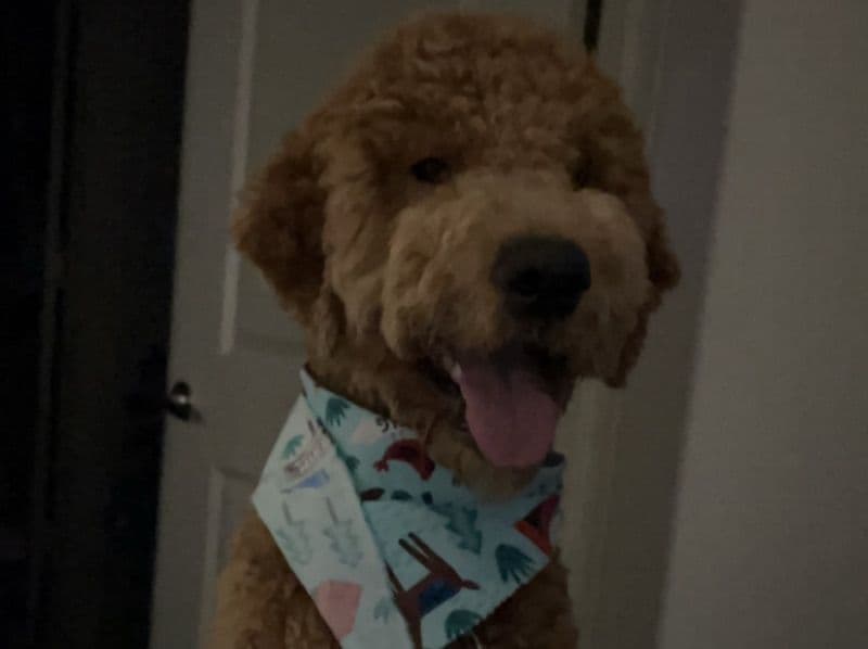 Teddy primary photo