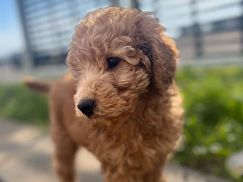 Leo primary photo