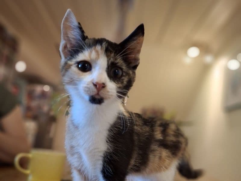 Mila primary photo