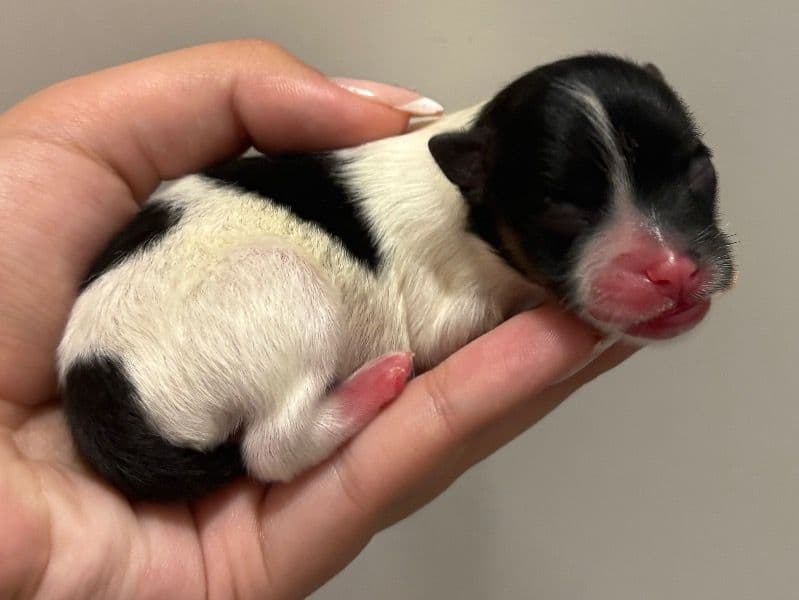 Pomeranian 0 months old male small named Tobby for sale | Petmeetly