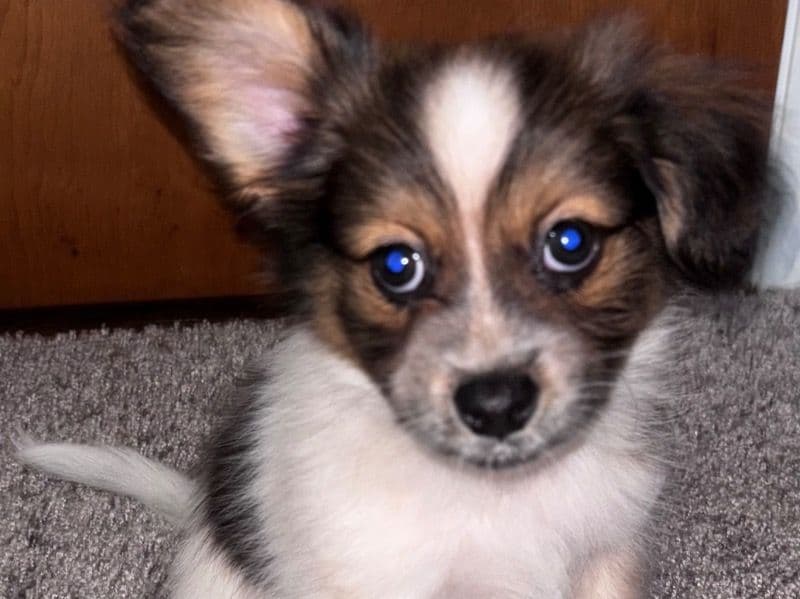 Papillon 5 months old male small named Sanamji for sale in Southeastern Connecticut Planning Region, Connecticut | Petmeetly